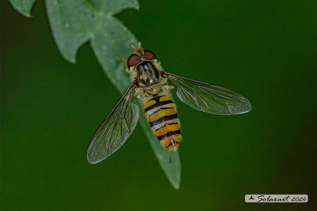 Episyrphus balteatus: Marmalade hoverfly