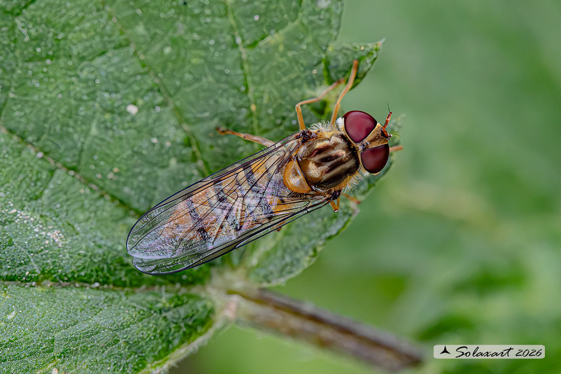 Episyrphus balteatus: Marmalade hoverfly