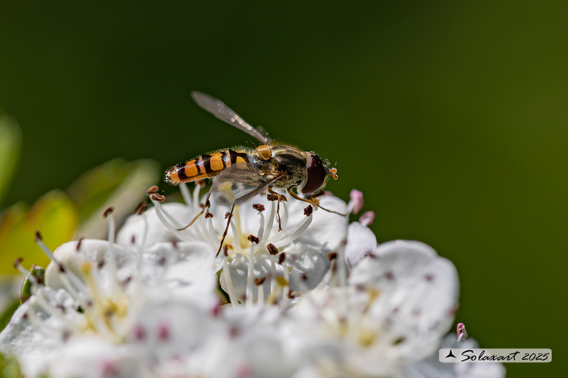 Episyrphus balteatus: Marmalade hoverfly