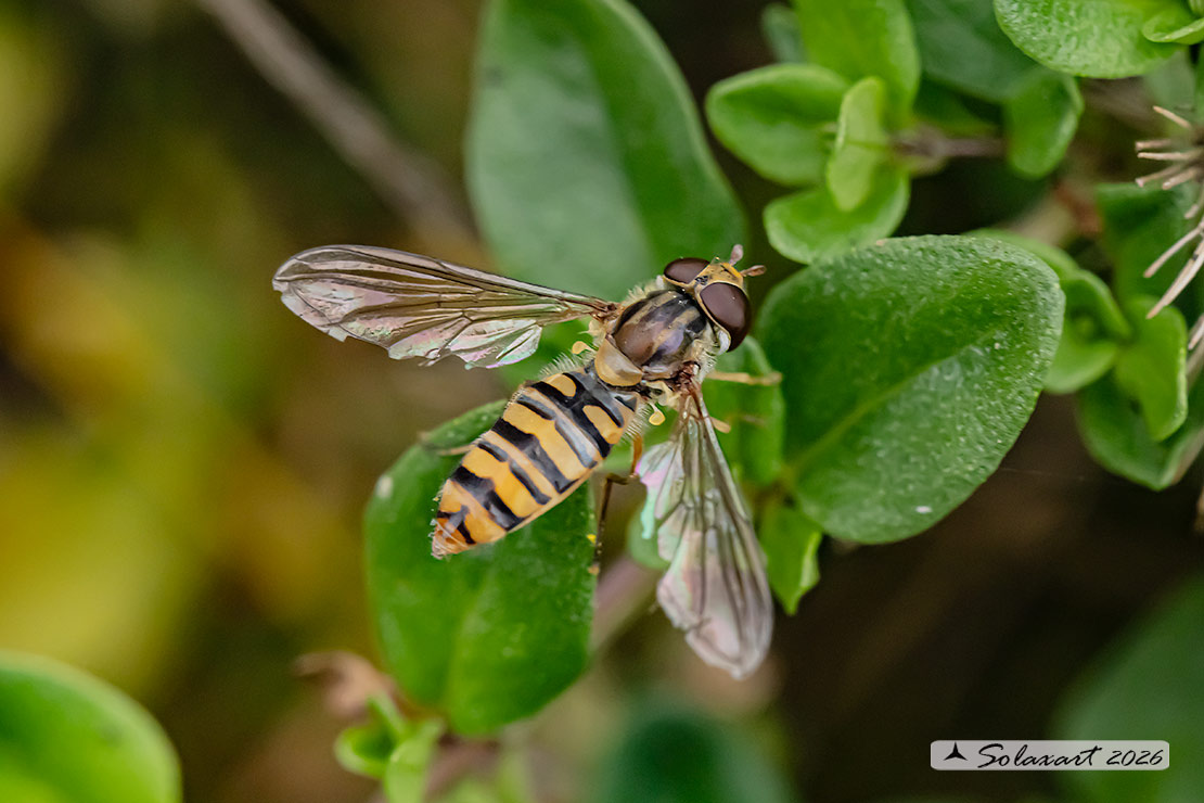 Episyrphus balteatus: Marmalade hoverfly