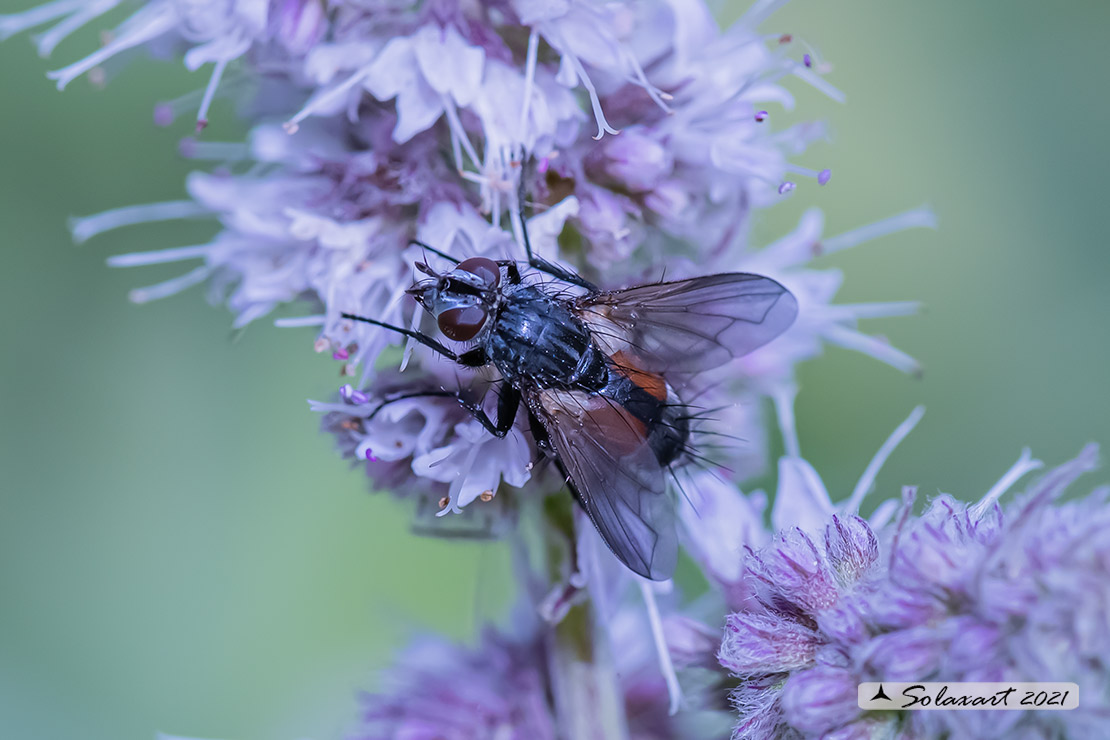 Eriothrix rufomaculatus