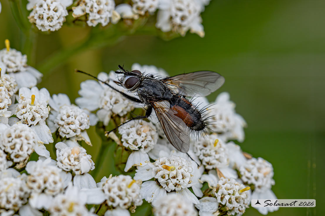 Eriothrix rufomaculatus