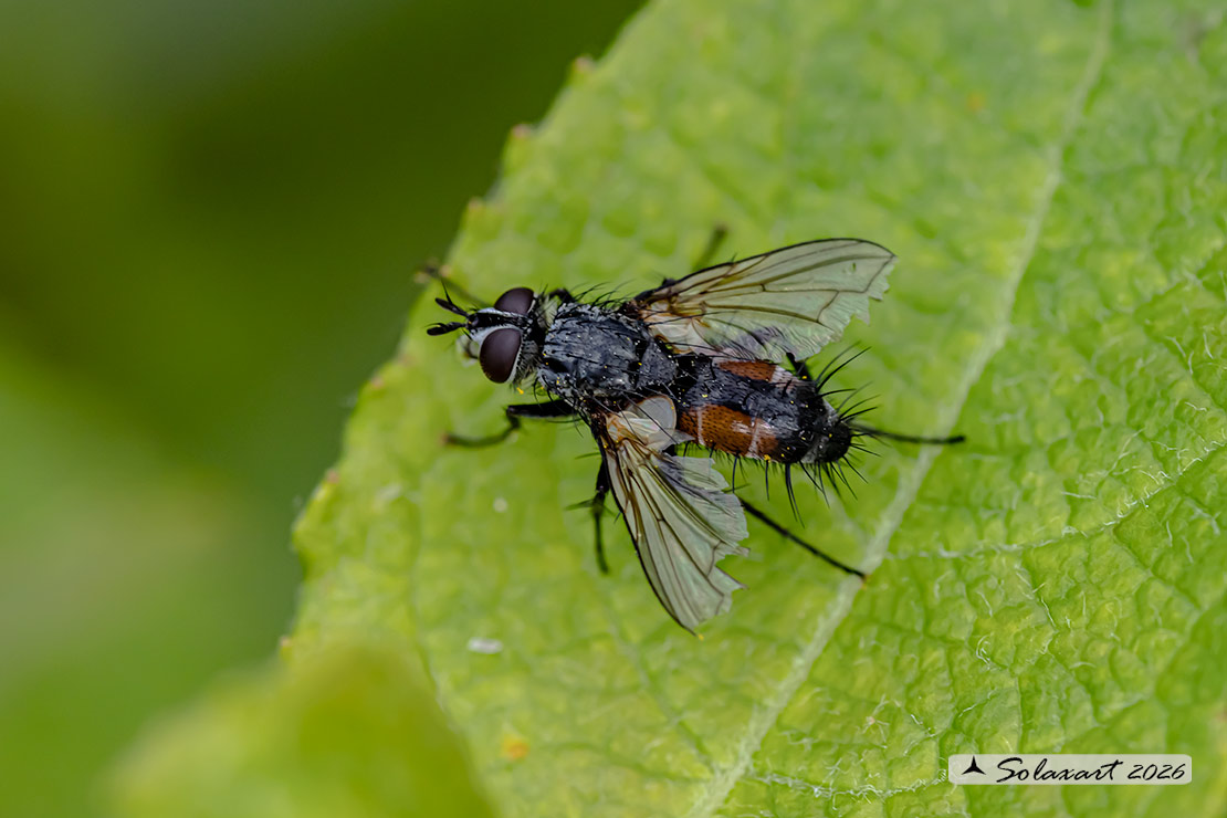 Eriothrix rufomaculatus
