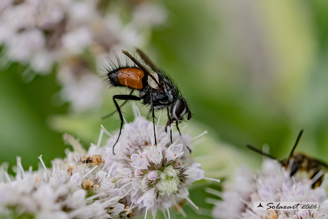 Eriothrix rufomaculatus