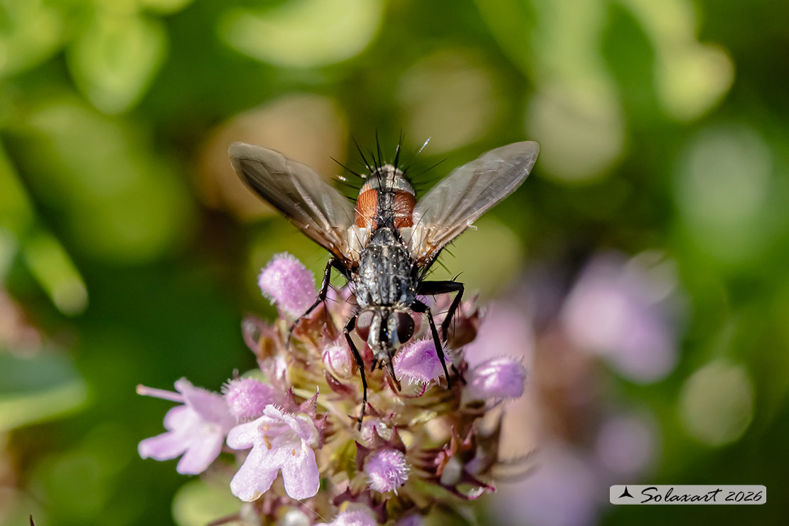 Eriothrix rufomaculatus