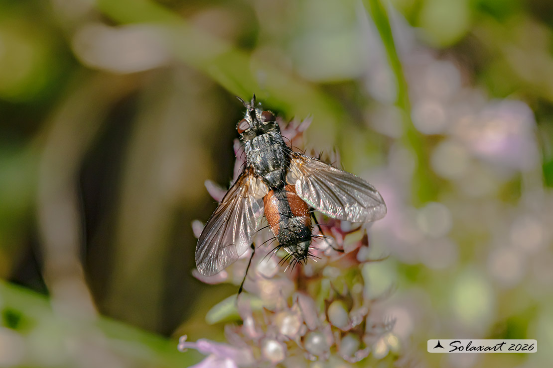 Eriothrix rufomaculatus