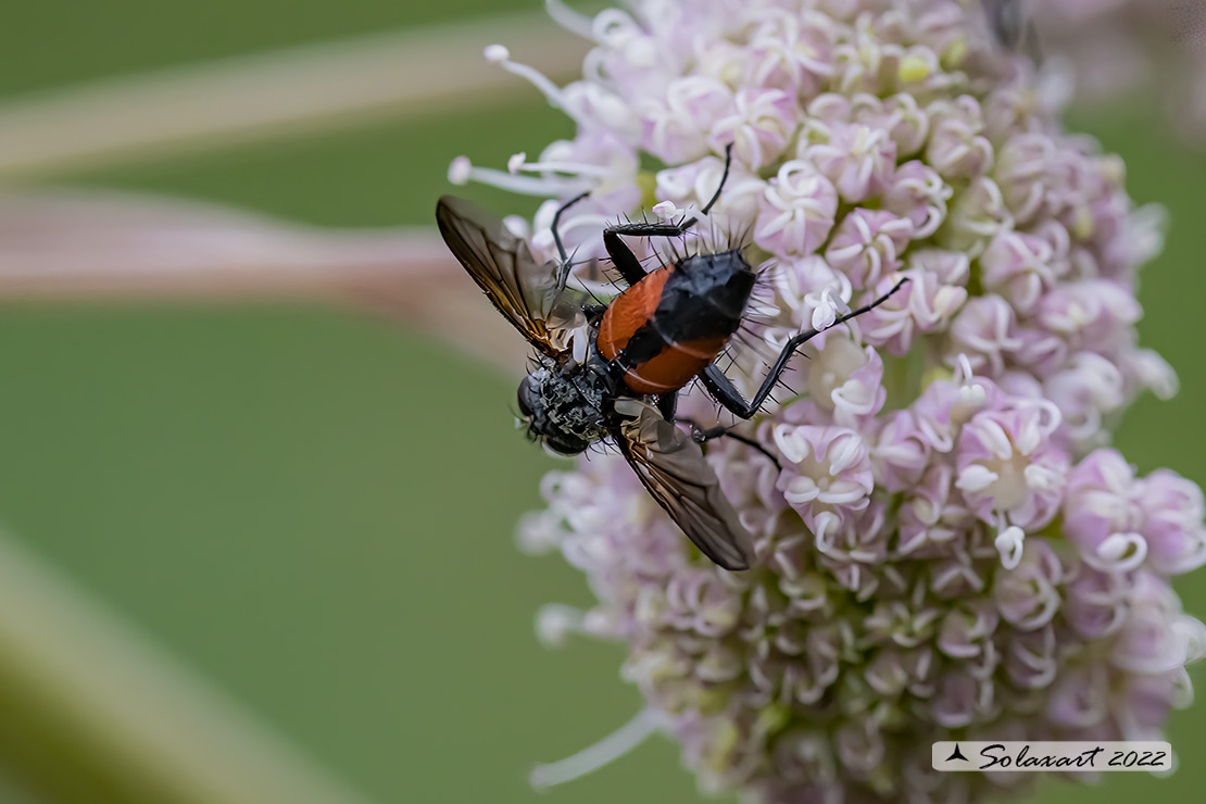 Eriothrix rufomaculatus