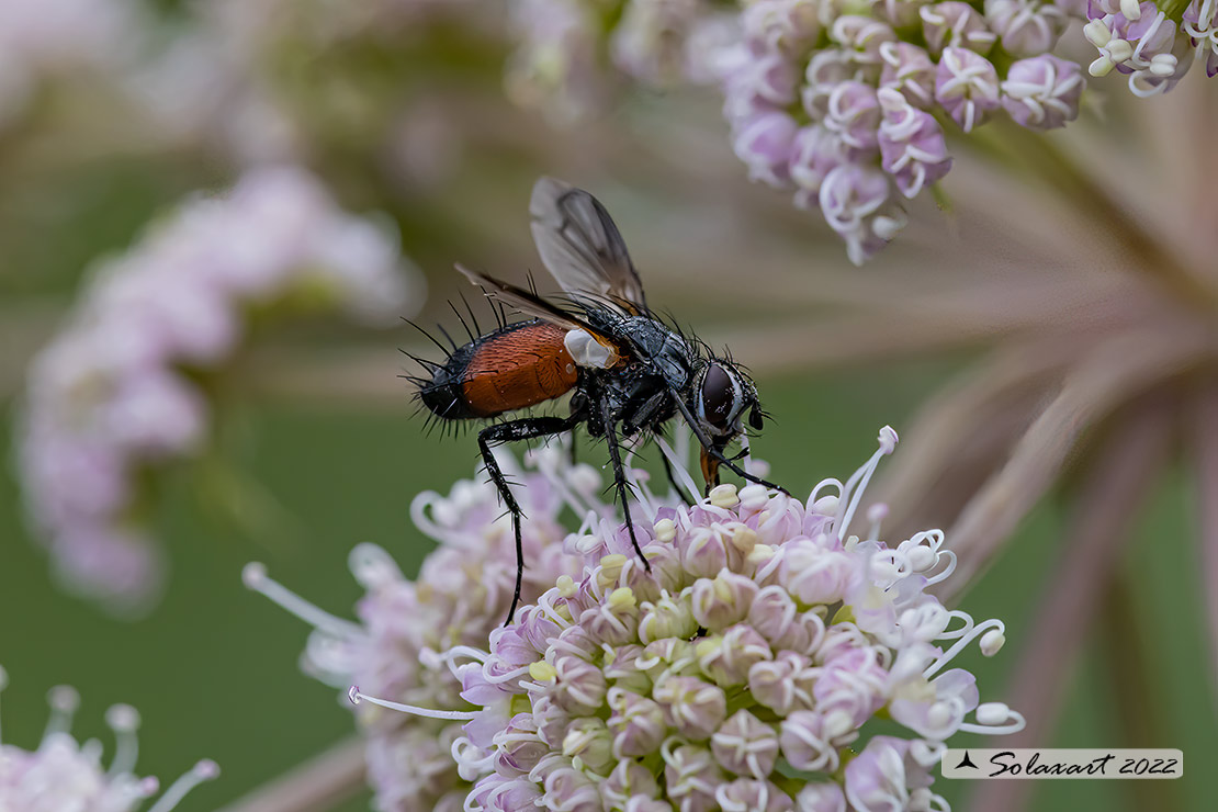 Eriothrix rufomaculatus