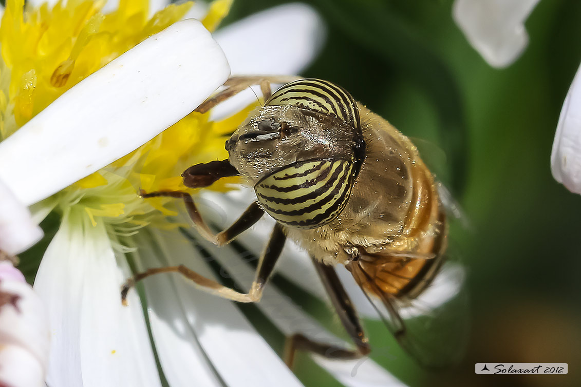 Eristalinus taeniops - band-eyed drone fly