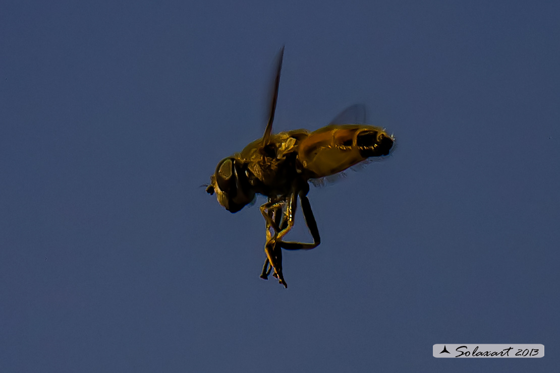 Eristalis Tenax