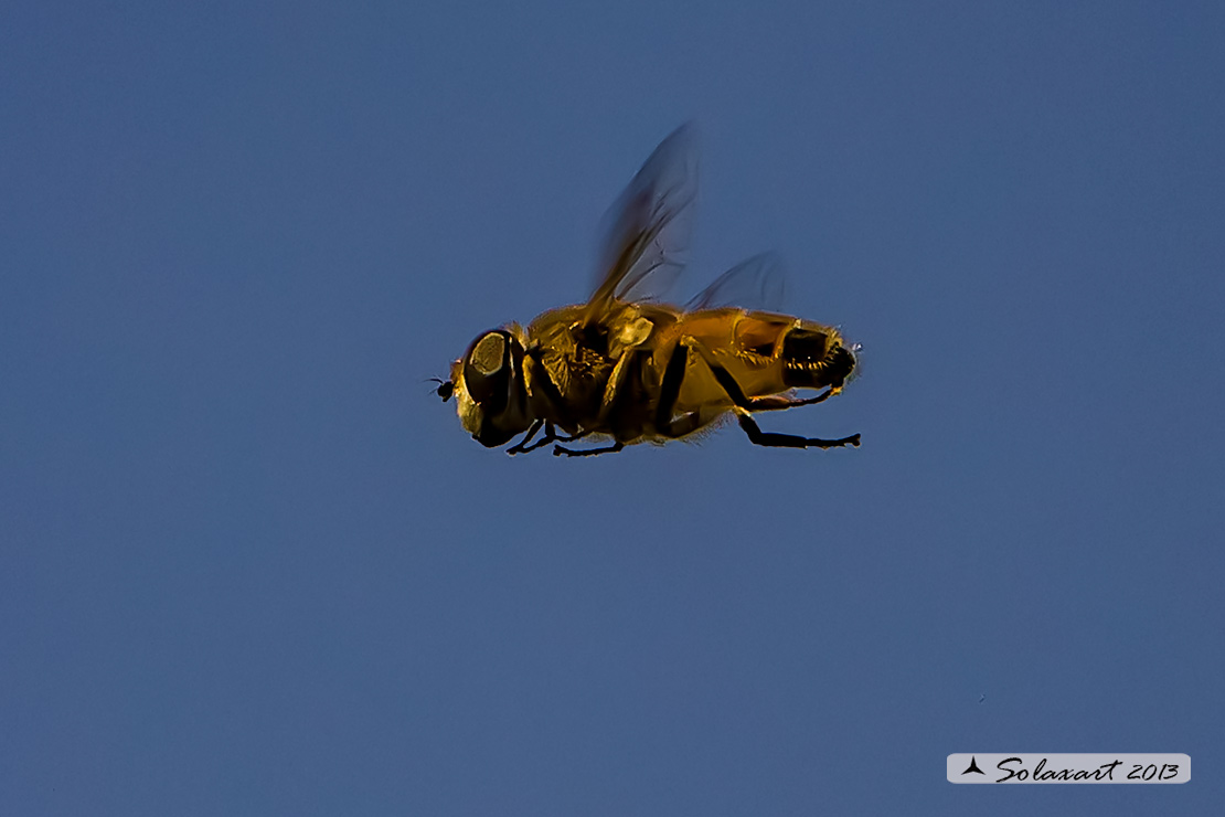 Eristalis Tenax