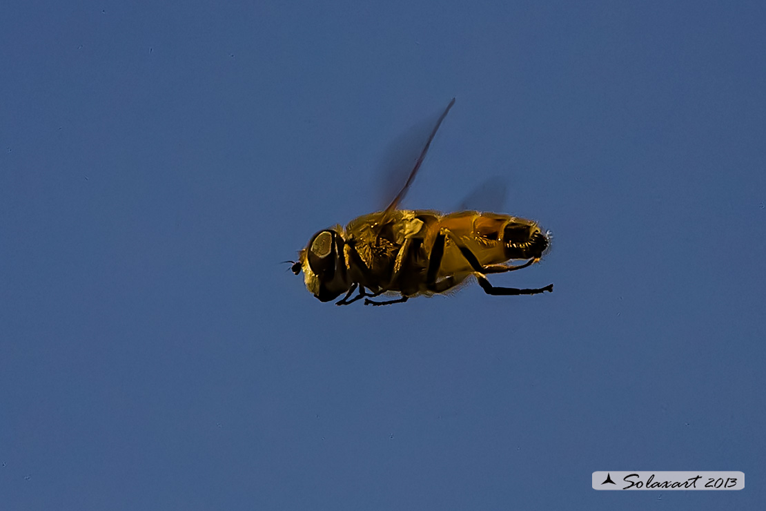 Eristalis Tenax