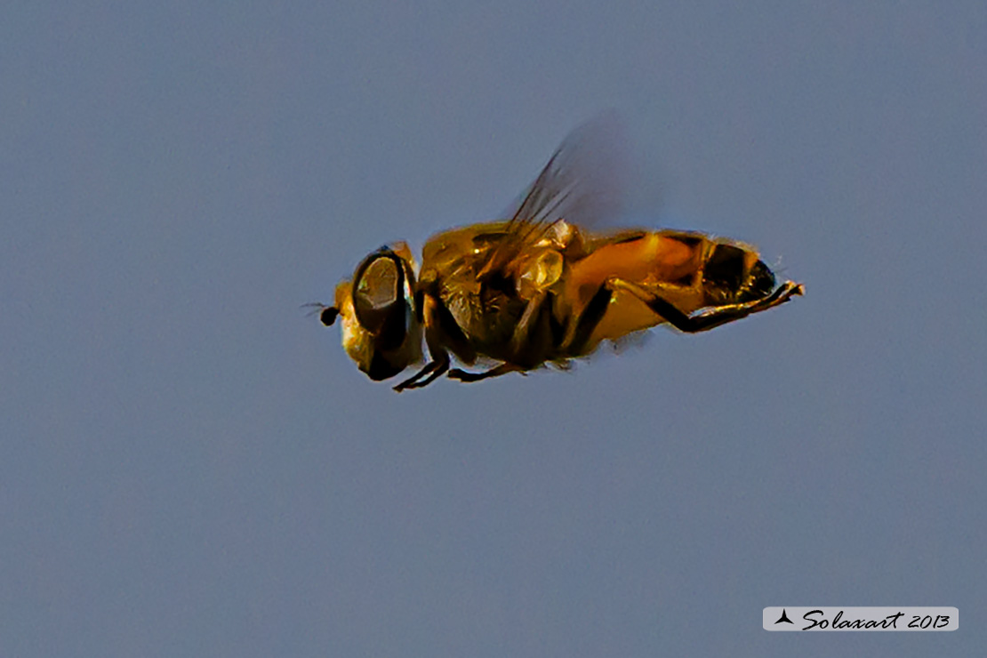 Eristalis Tenax