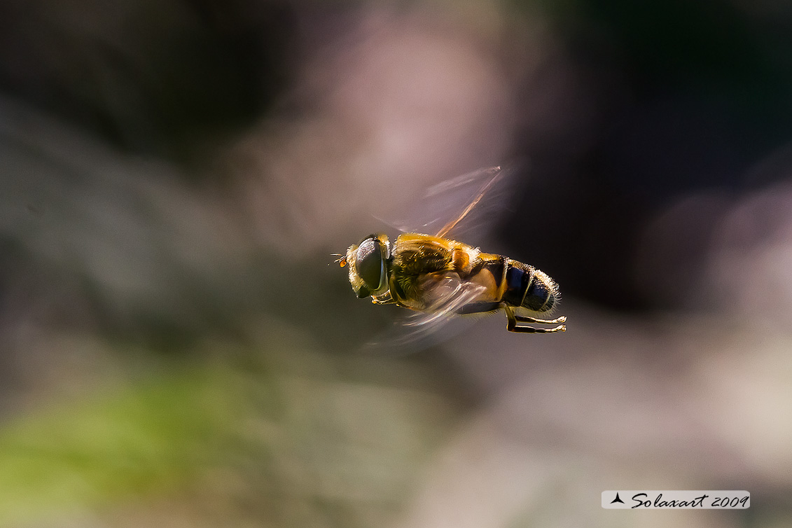 Eristalis Tenax