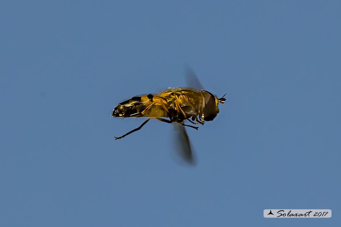 Eristalis Tenax