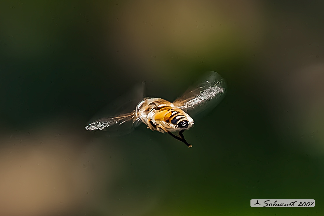 Eristalis Tenax