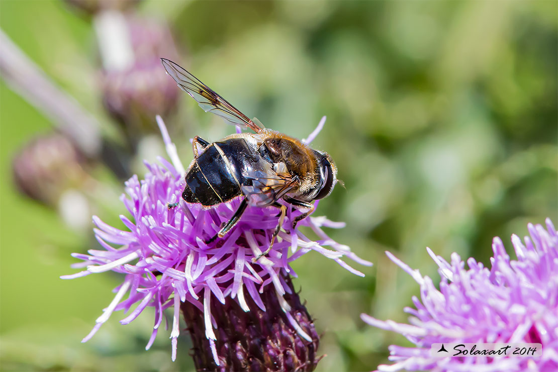 Eristalis alpina
