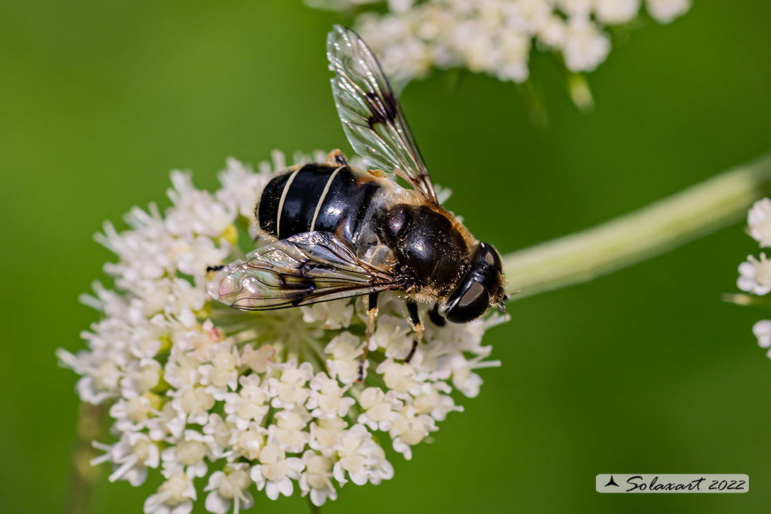 Eristalis alpina