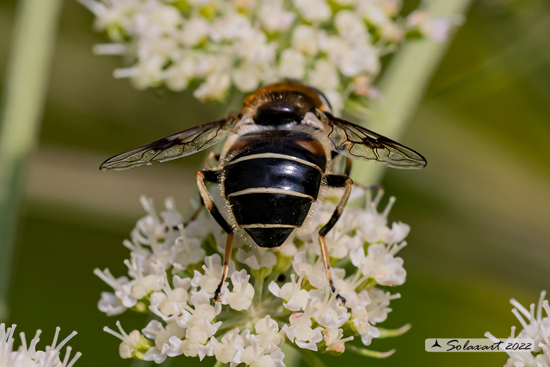 Eristalis alpina