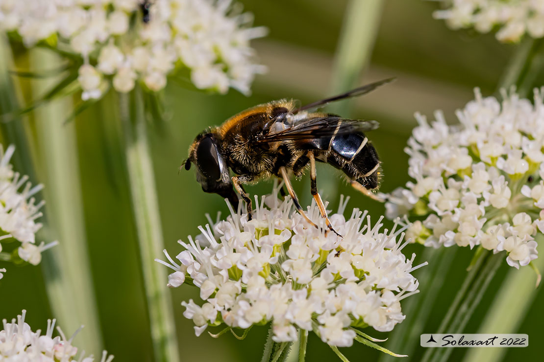 Eristalis alpina