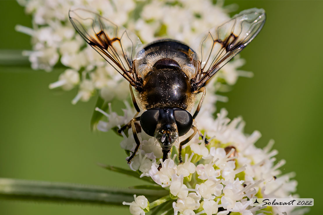 Eristalis alpina