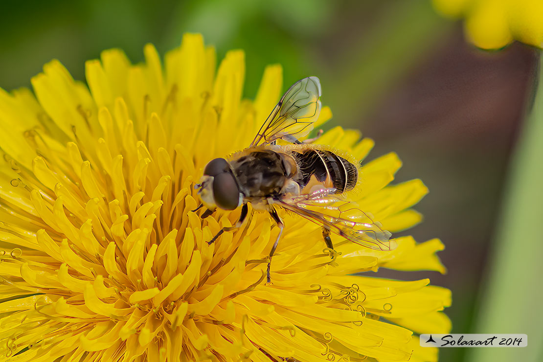 Eristalis arbustorum