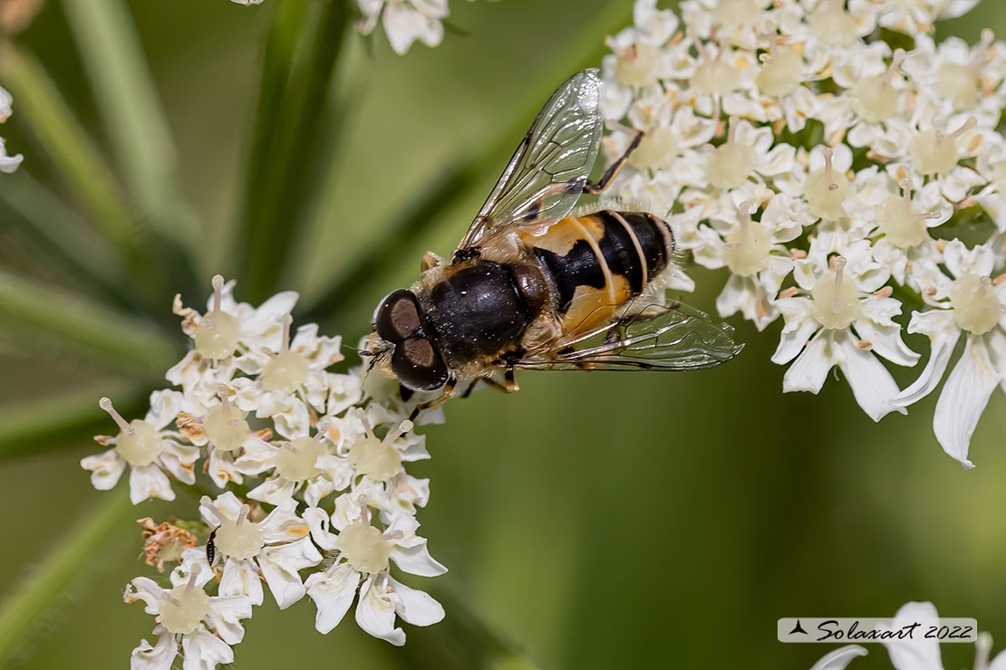 Eristalis arbustorum