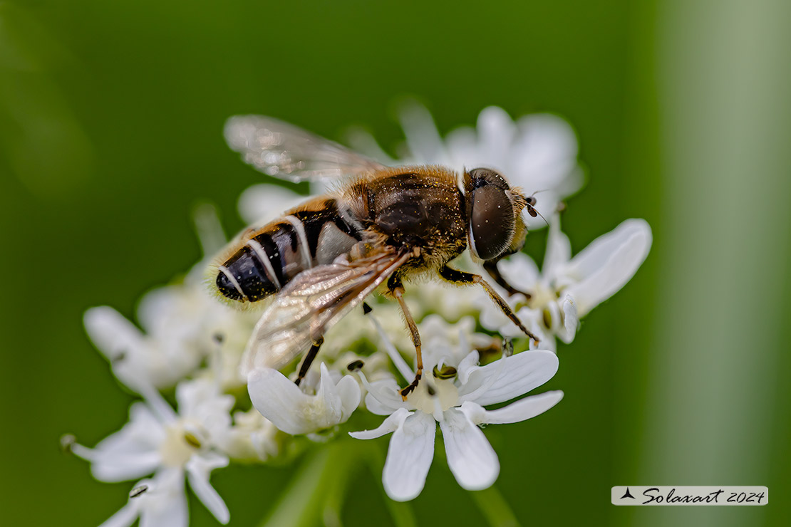 Eristalis horticola