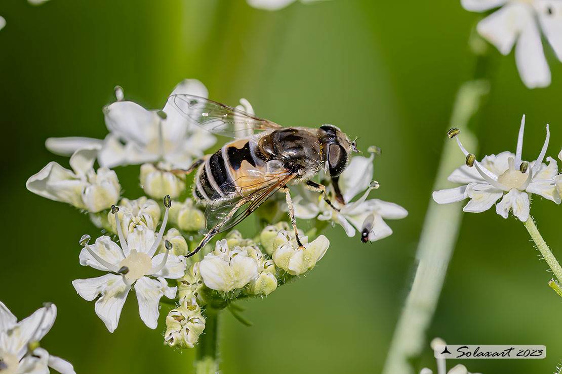 Eristalis horticola