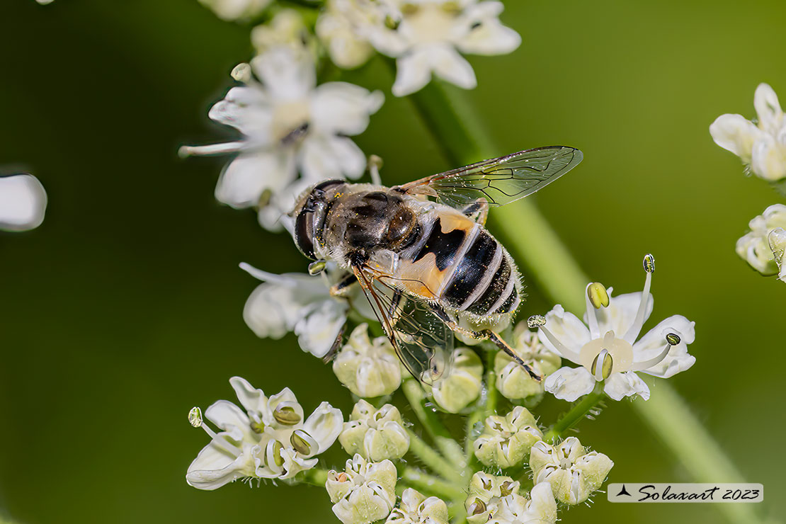 Eristalis horticola