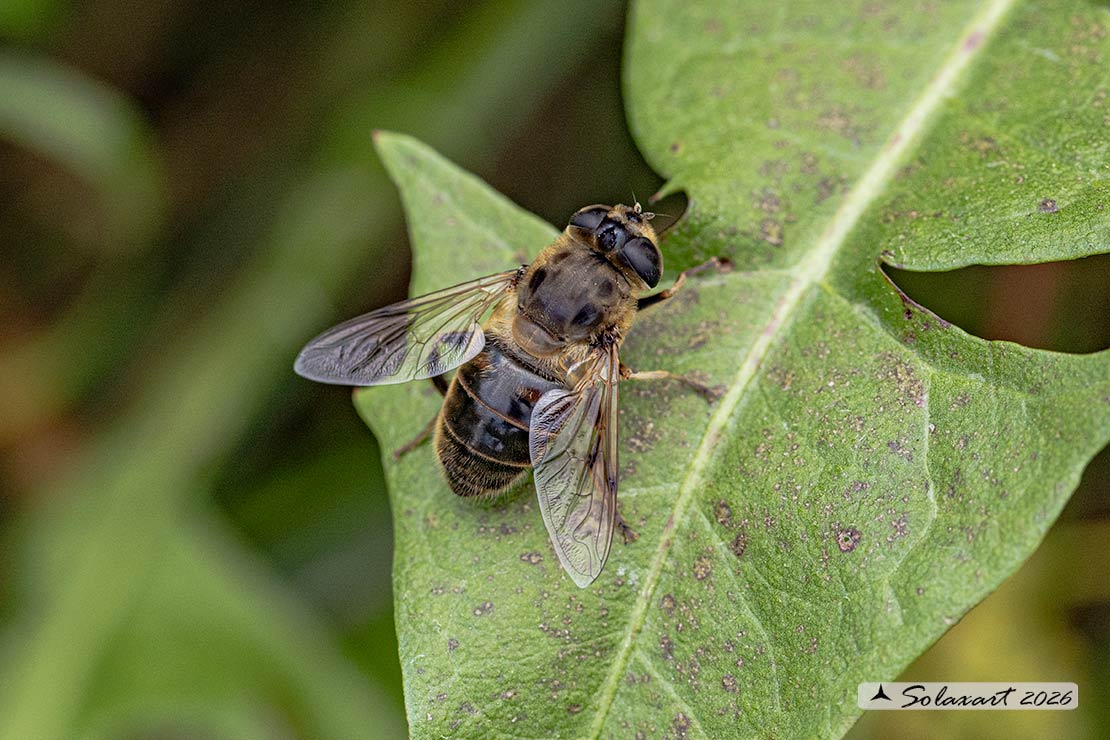Eristalis similis