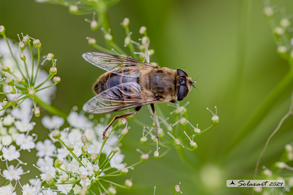 Eristalis similis