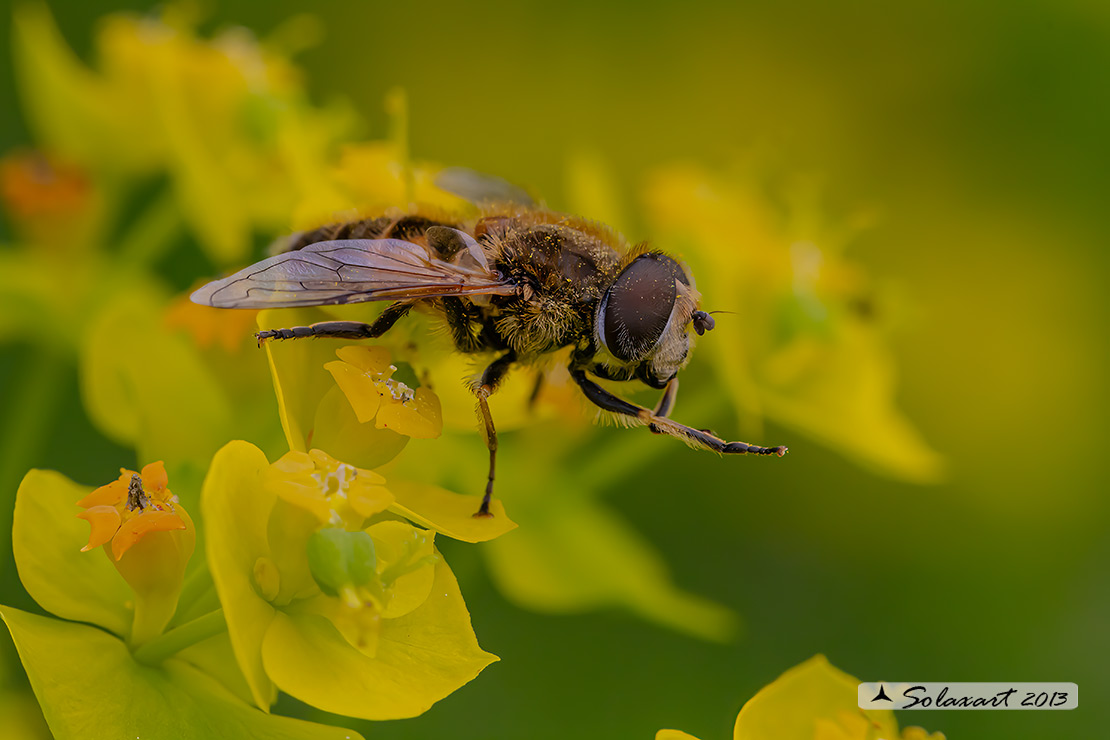 Eristalis similis