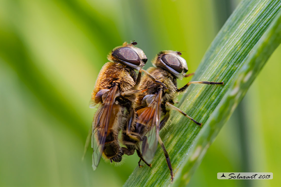 Eristalis similis