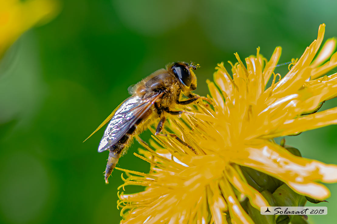 Eristalis Tenax
