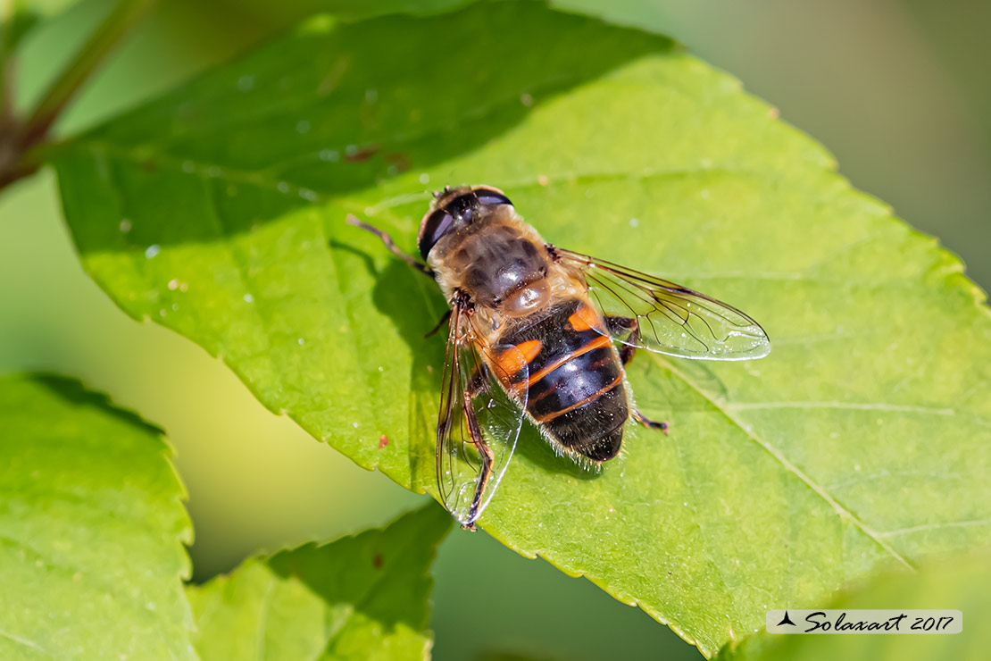 Eristalis Tenax