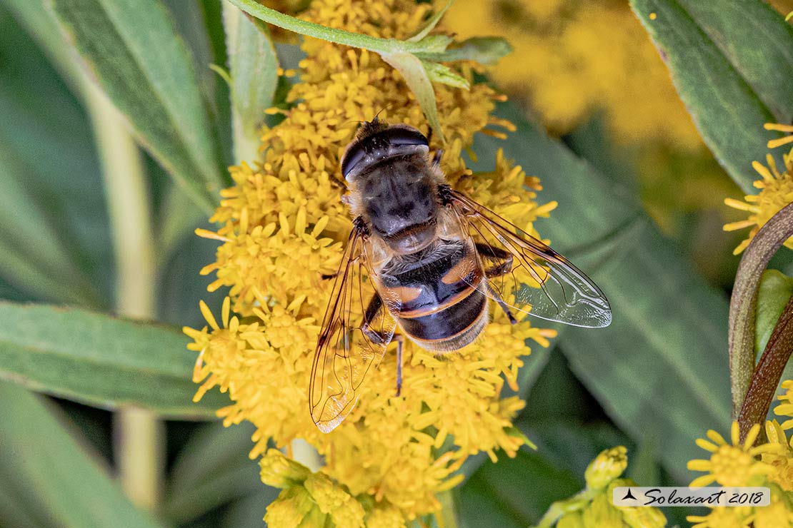 Eristalis Tenax