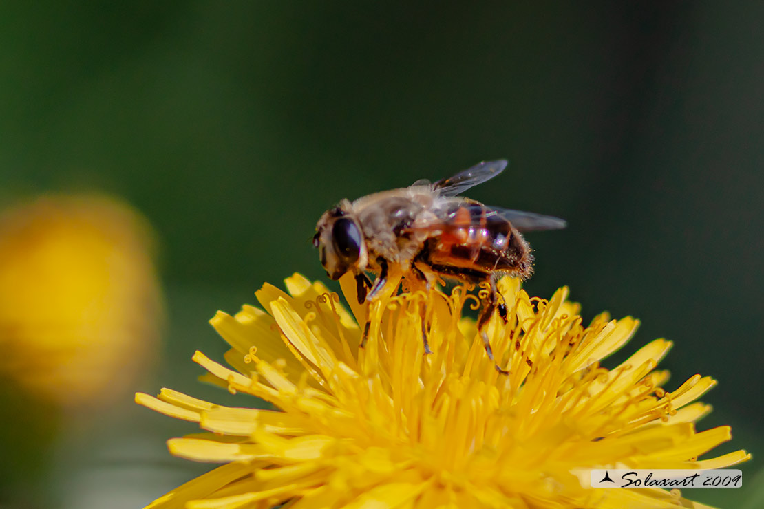 Eristalis Tenax