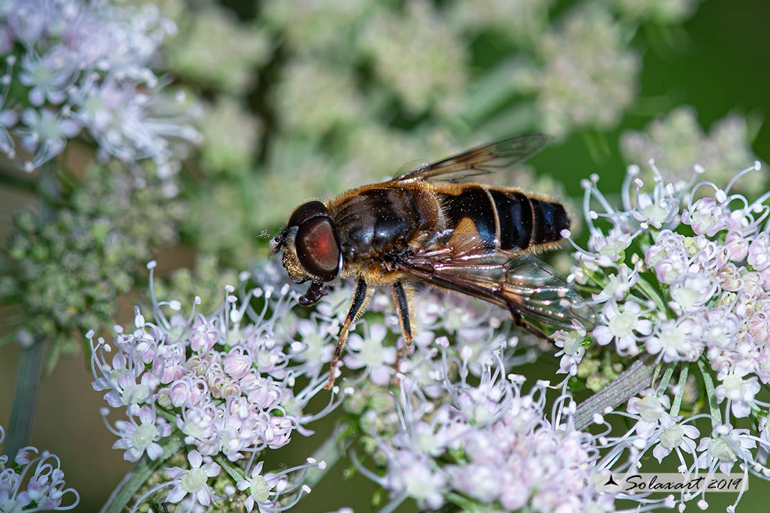 Eristalis Tenax