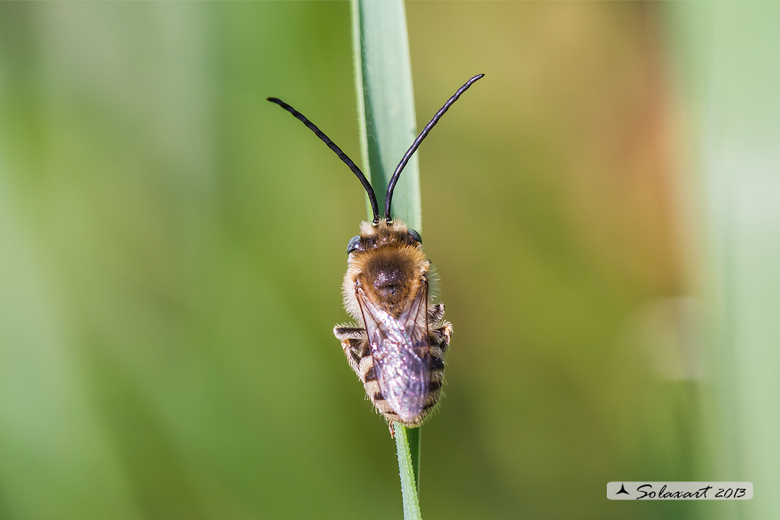 Eucera longicornis o Eucera tuberculata - Long-horned Bee