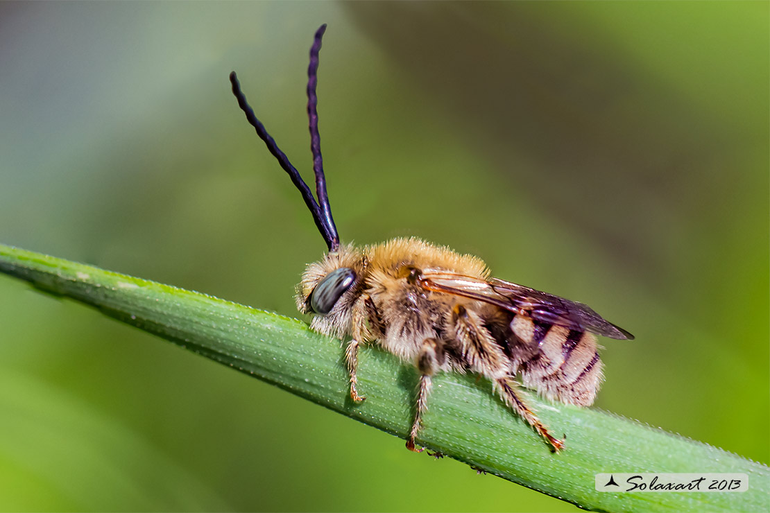 Eucera longicornis o Eucera tuberculata - Long-horned Bee