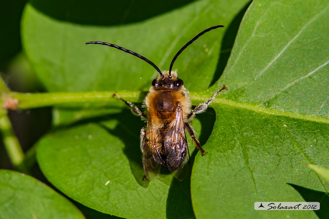 Eucera longicornis o Eucera tuberculata - Long-horned Bee