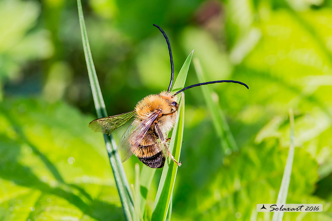 Eucera longicornis o Eucera tuberculata (maschio) - Long-horned Bee (male)