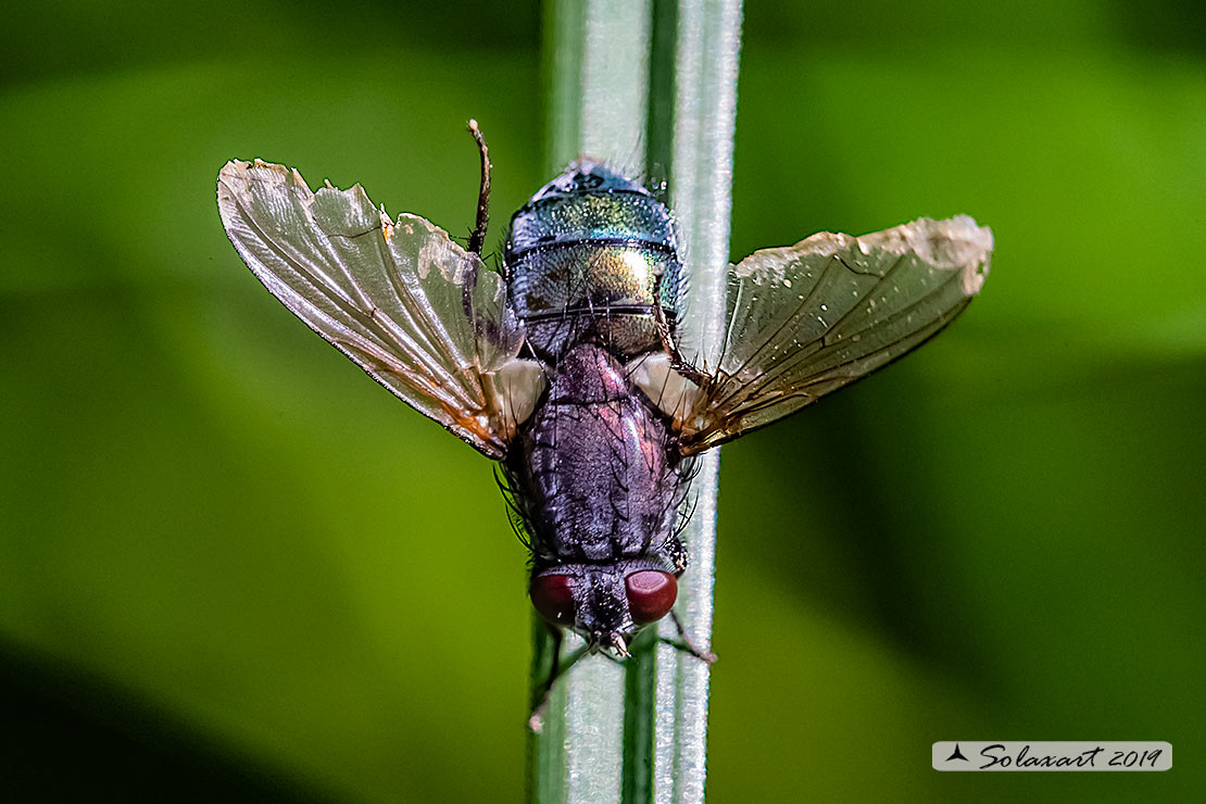 Eudasyphora cfr cyanella F