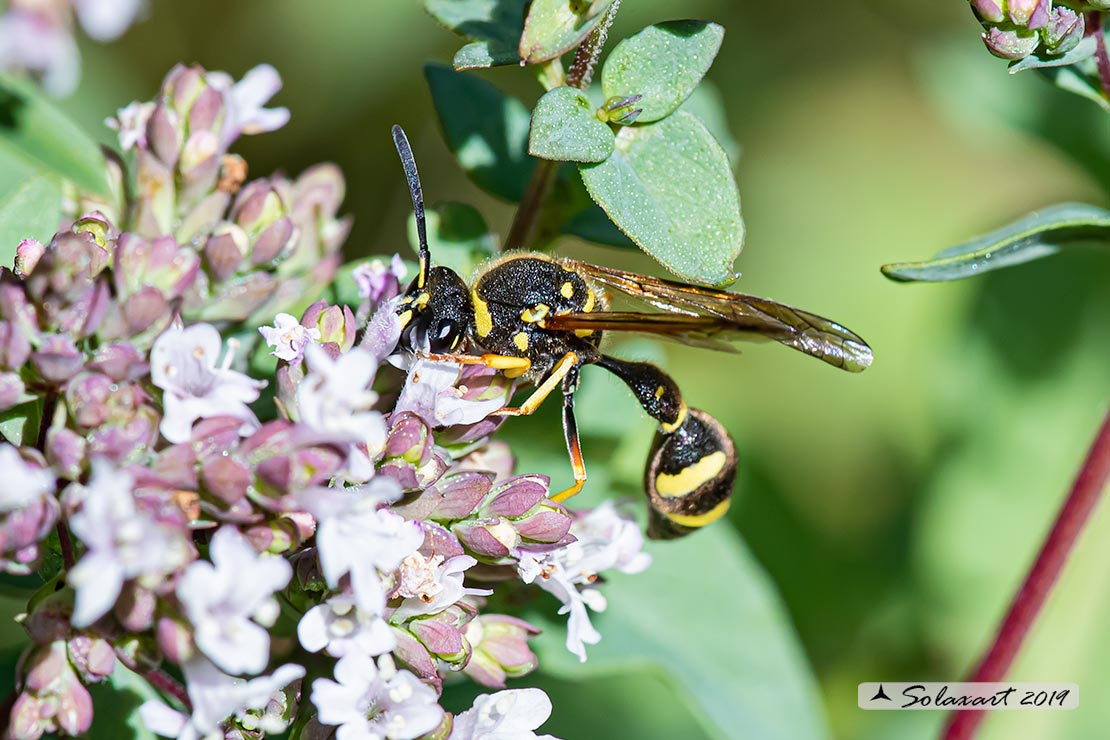 Eumeninae, Eumenes subpomiformis 