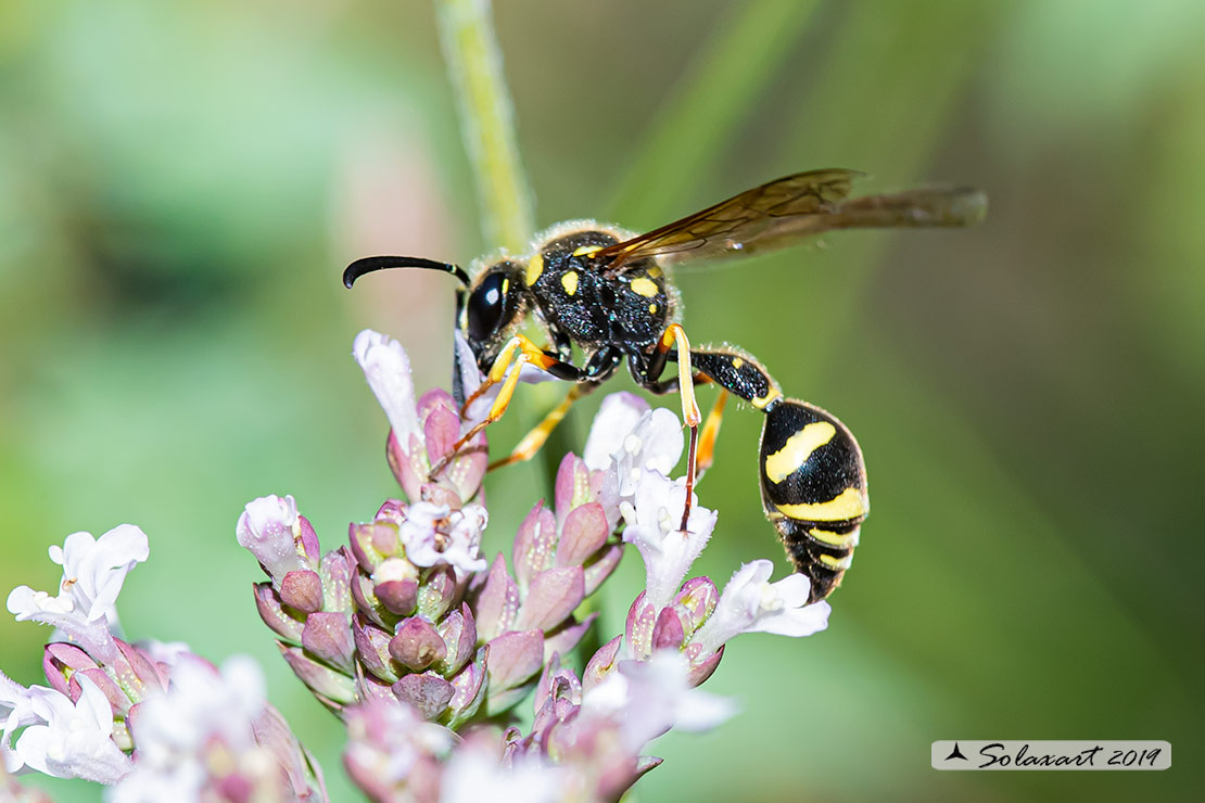 Eumeninae, Eumenes subpomiformis 