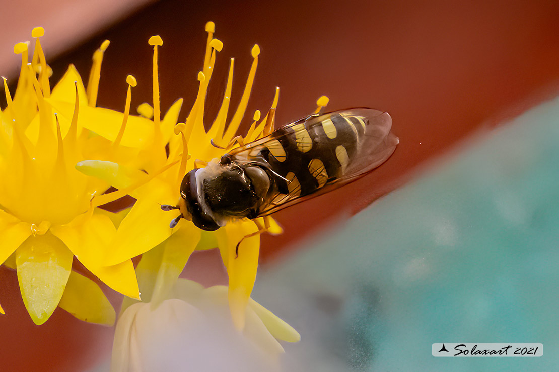 Eupeodes corollae
