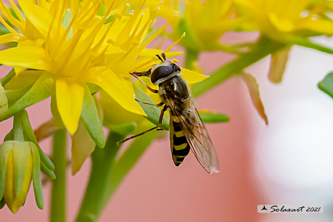 Eupeodes corollae