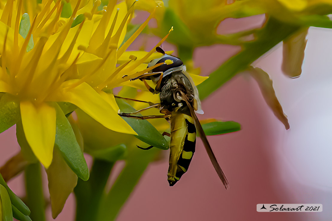 Eupeodes corollae