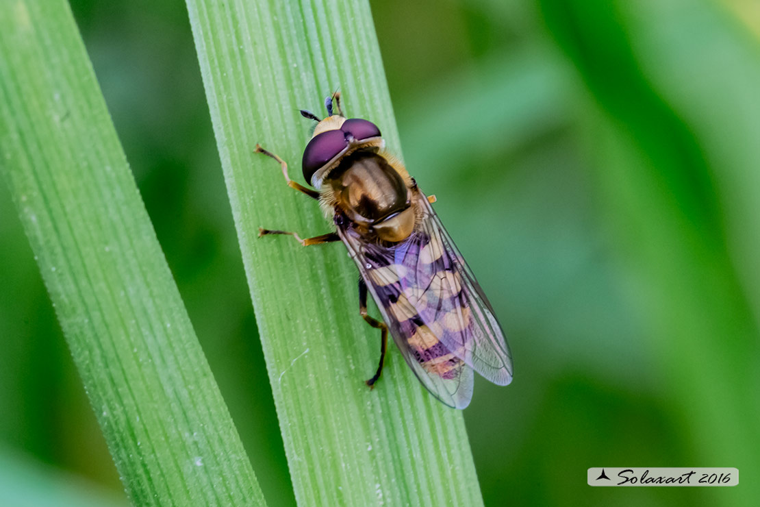 Eupeodes corollae